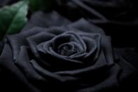 <p>Also a shade of petals that cannot be found in nature, ominous black roses signify death. Save these blooms for an anti-Valentine’s Day party, or perhaps a humorous “death to your youth” birthday soiree. </p>