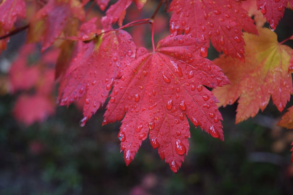 Janet Baniewich of Billings Montana, used an Nikon D3300 DSLR camera to photograph maple leaves on a tree at Silver Falls State park near Salem, Oregon.