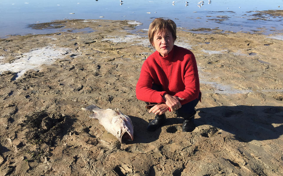 Murray MP Helen Dalton on the shore of Lake Wyangan in NSW's Riverina region where a major fish kill happened at the weekend. Source: AAP