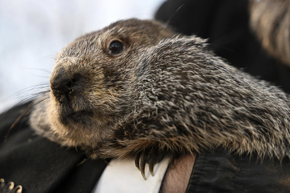 Groundhog Club handler A.J. Dereume holds Punxsutawney Phil, the weather prognosticating groundhog, during the 137th celebration of Groundhog Day on Gobbler's Knob in Punxsutawney, Pa., Thursday, Feb. 2, 2023. Phil's handlers said that the groundhog has forecast six more weeks of winter. (AP Photo/Barry Reeger)