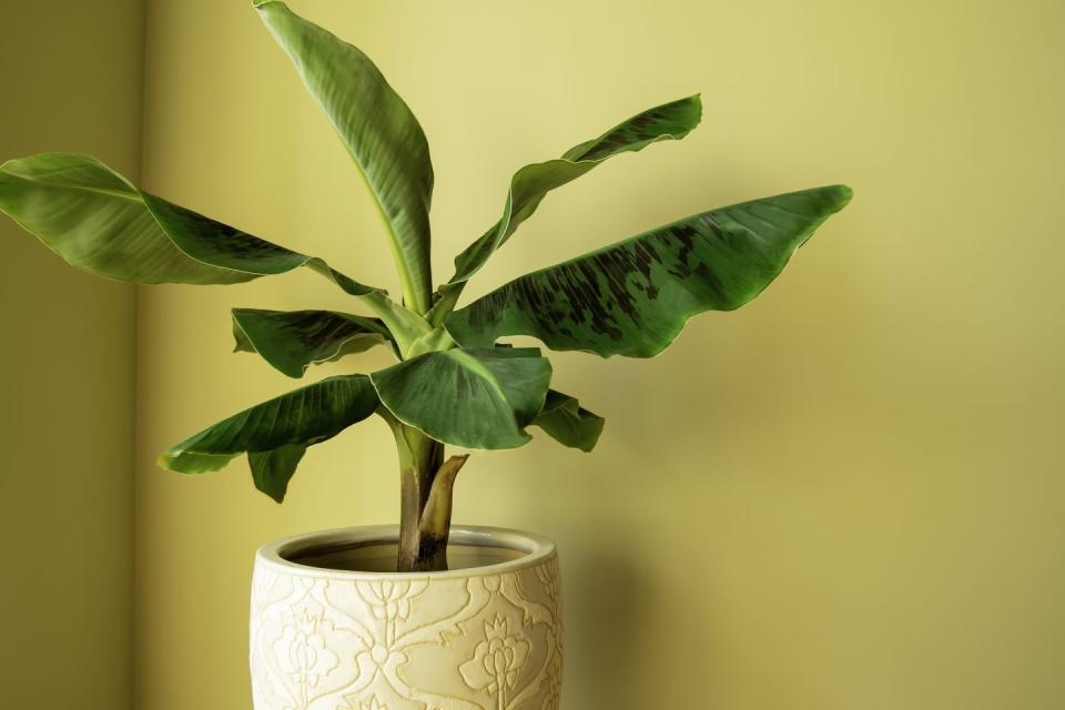 big leaf plants banana tree