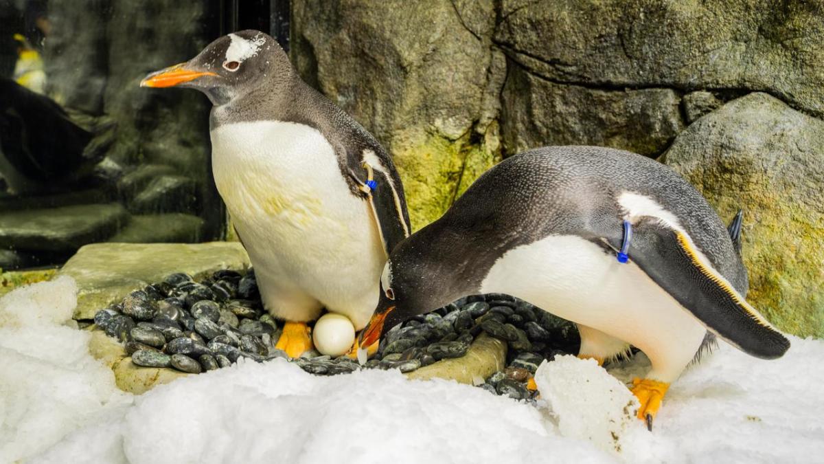 “Heartbreaking loss” of world-famous gay penguin