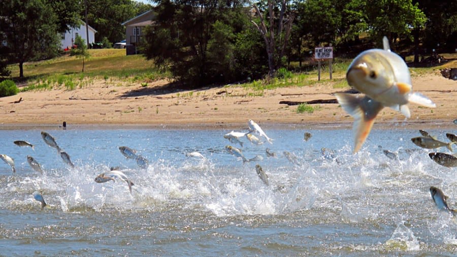 In this 2012 file photo, invasive carp, jolted by an electric current from a research boat, jump from the Illinois River near Havana, Ill. (AP file)