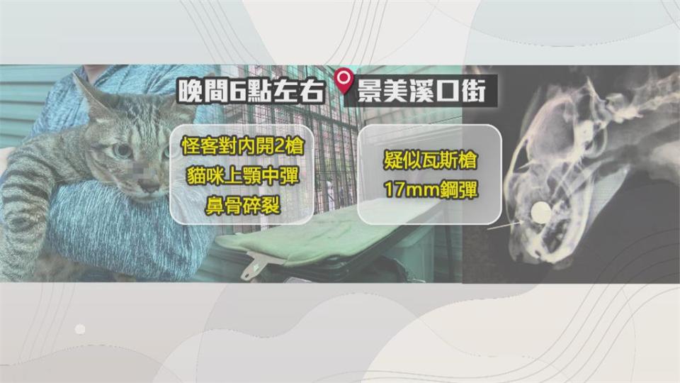 景美捷運站驚傳槍響！怪客朝民宅貓咪開槍