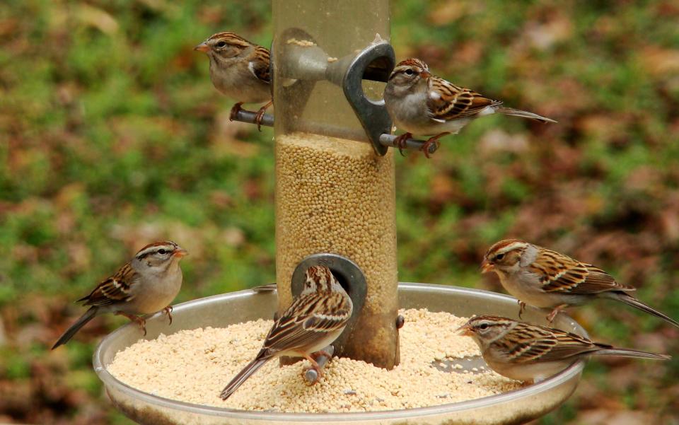 Chipping Sparrows eating white proso millet.