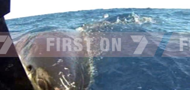 Shark attack caught on camera. Photo: Supplied