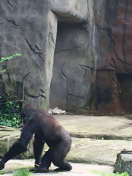 'King Kong' Gorilla Dragged 4-Year-Old 'Like a Raggedy Ann Doll' Before Zookeepers Killed It, Witness Says| Zoo Animals, Real People Stories