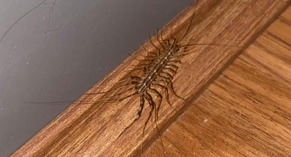 House centipede on wooden floorboard