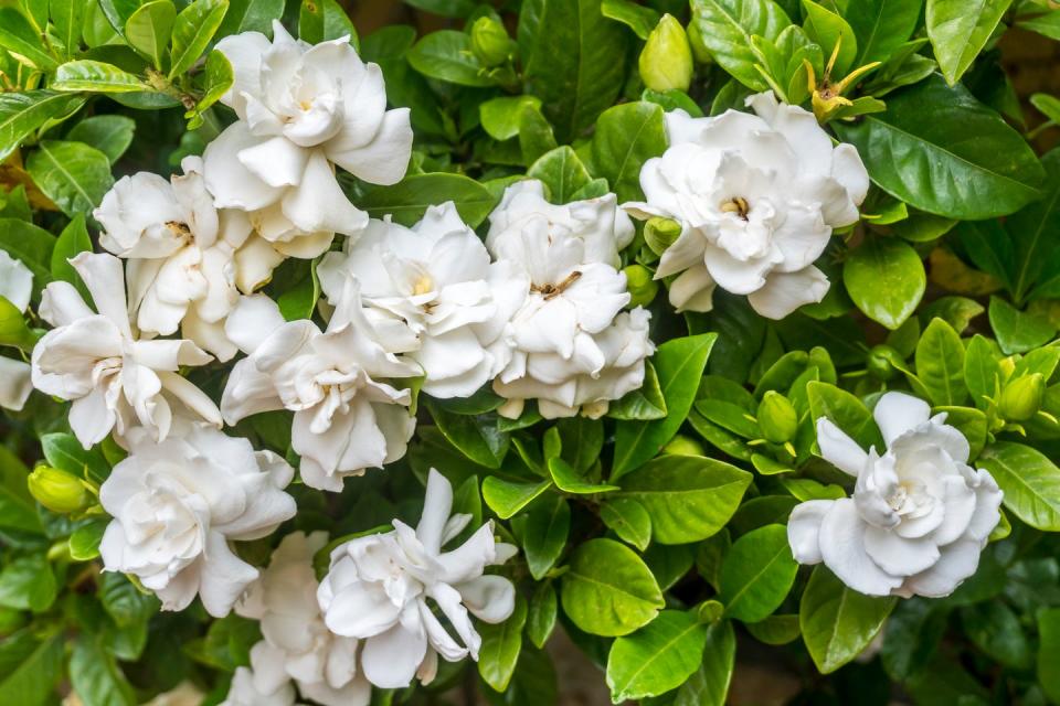 Gardenia