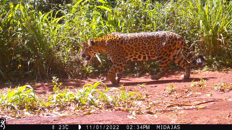 Para hacer el relevamiento, los animales fueron captados por cámaras trampa