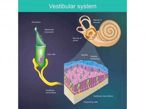 Our vestibular system controls hearing and regulates balance (iStock)