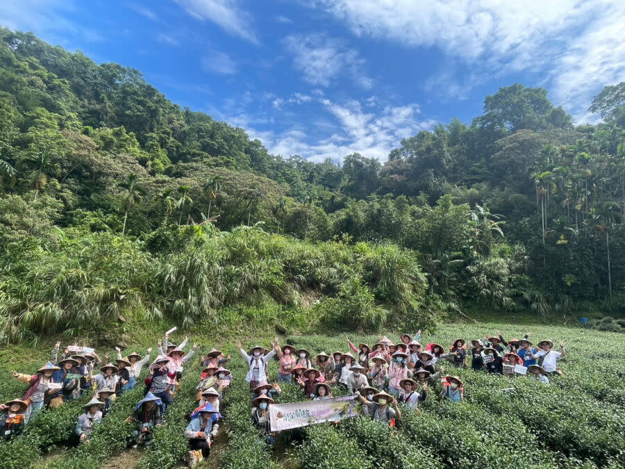 圖／採茶體驗。（新北市政府民政局提供）