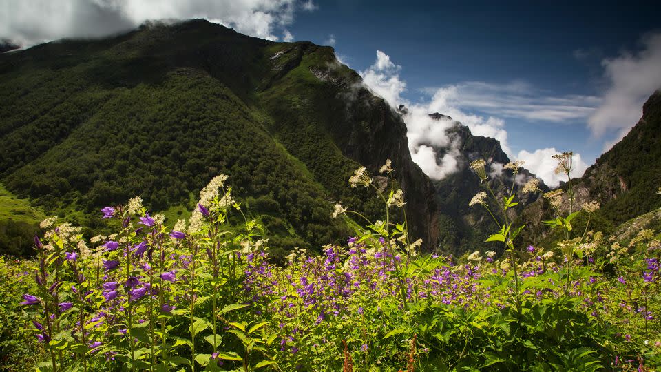 The trek through India's stunning Valley of Flowers does not disappoint. - Andrea Robinson/Photodisc/Getty Images