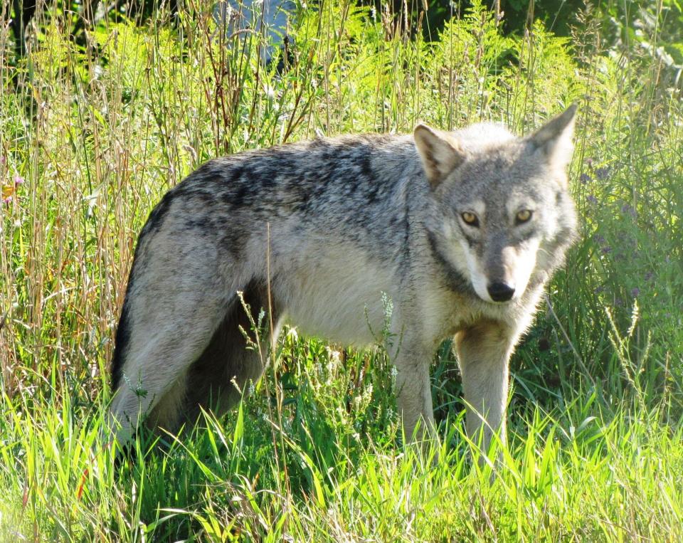 A gray wolf is seen at the Seney National Wildlife Refuge in Michigan's Upper Peninsula.