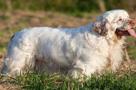 Clumber Spaniel via Shutterstock