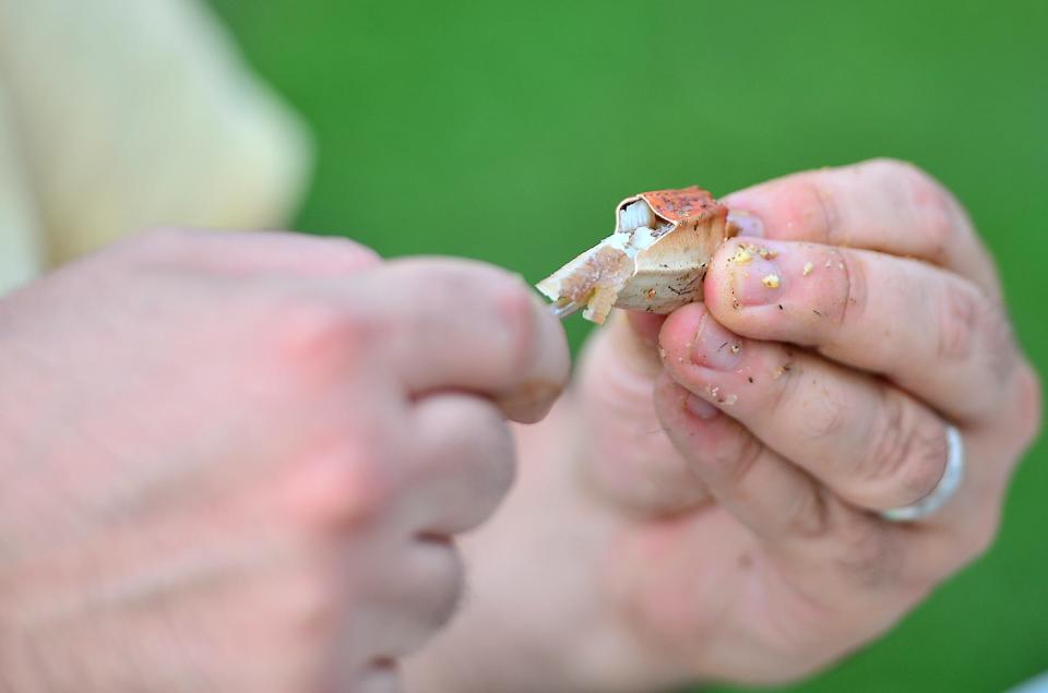 Maryland blue crab claw. 