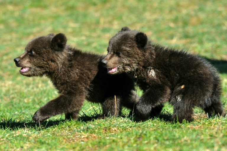 Masha and Brundo were probably orphaned when a hunter killed their mother