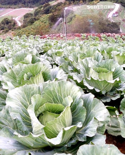 冬天盛產高山高麗菜，在高冷的氣候下生長，口感仍相當鮮脆清甜。（圖／奇萊山農友提供）