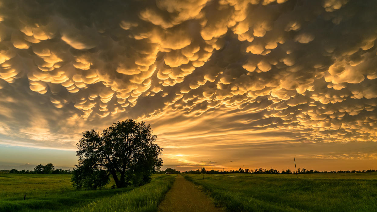 These clouds (also called mamma), meaning "mammary cloud", is a cellular pattern of pouches hanging underneath the base of a cloud, typically cumulonimbus clouds.