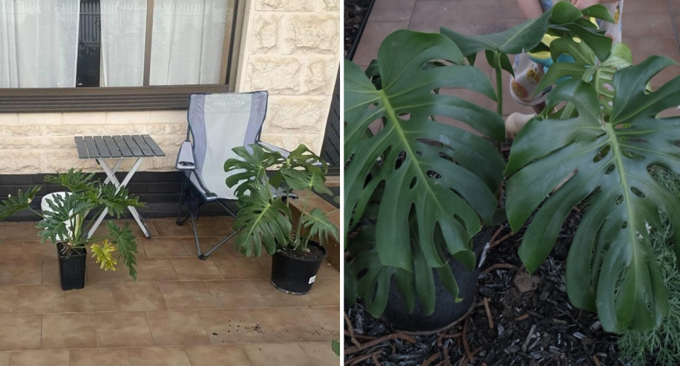 Images of the plants allegedly taken from the front porch.