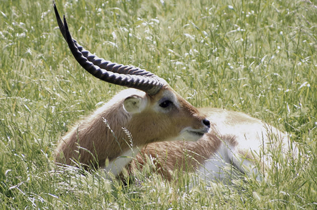 Grazing antelope (Thinkstock)