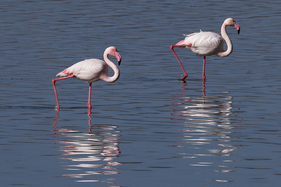 Flamingos walk at a salt lake in the southern coastal city of Larnaca, in the eastern Mediterranean island of Cyprus, Sunday, Jan. 31, 2021. Conservationists in Cyprus are urging authorities to expand a hunting ban throughout a coastal salt lake network amid concerns that migrating flamingos could potentially swallow lethal quantities of lead shotgun pellets. (AP Photo/Petros Karadjias)