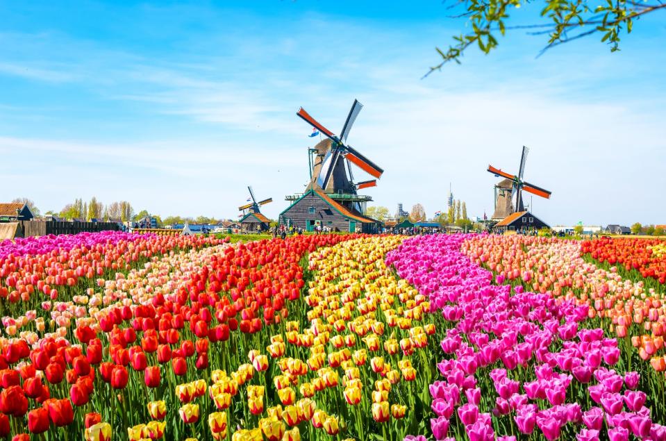 歐洲賞花首推世界最大、每年只開放2個月之荷蘭「庫肯霍夫鬱金香花園」，占地超過32公。可樂旅遊提供