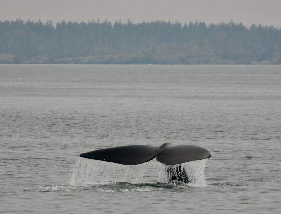 Danielle Dion, a biologist and naturalist with Quoddy Link Marine, said she got emotional when four North Atlantic right whales were spotted in the Bay of Fundy Saturday. 