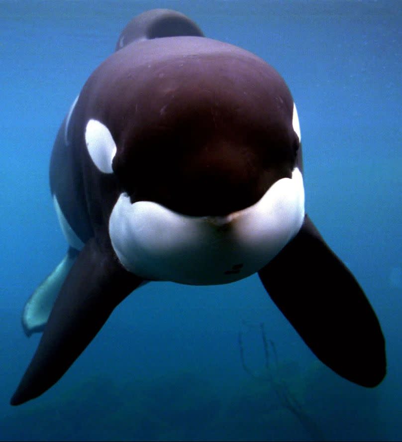 Keiko the orca