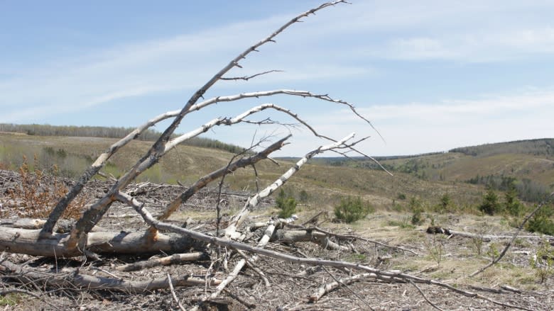 Of forests and floods: Devastatingly high water raises clear-cut questions