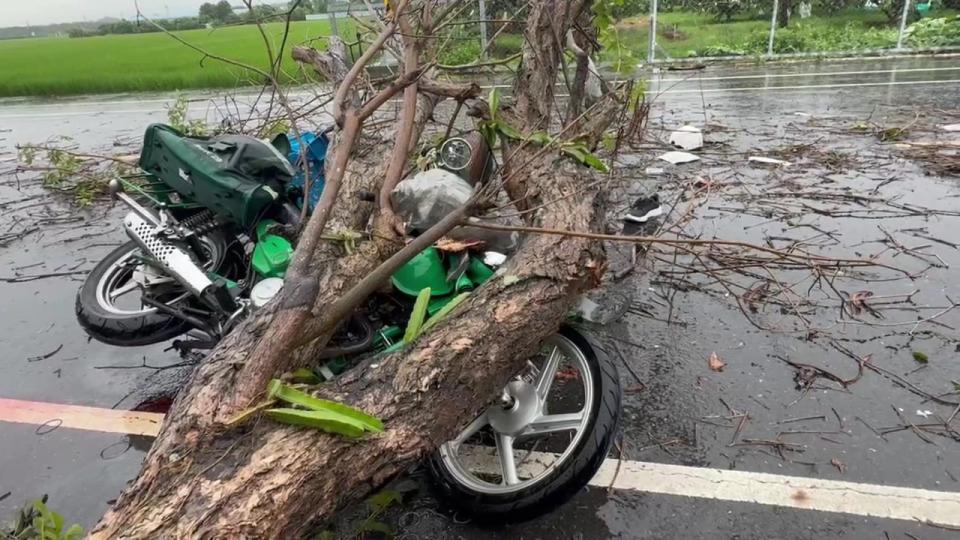 ▲芬園郵局孫姓郵差冒雨送信，騎機車行經芬園鄉彰南路時，被1棵應聲倒塌的黃花風鈴木當場砸中，人車倒地事故現場有大片血跡，經送醫搶救仍不治。（民眾提供）