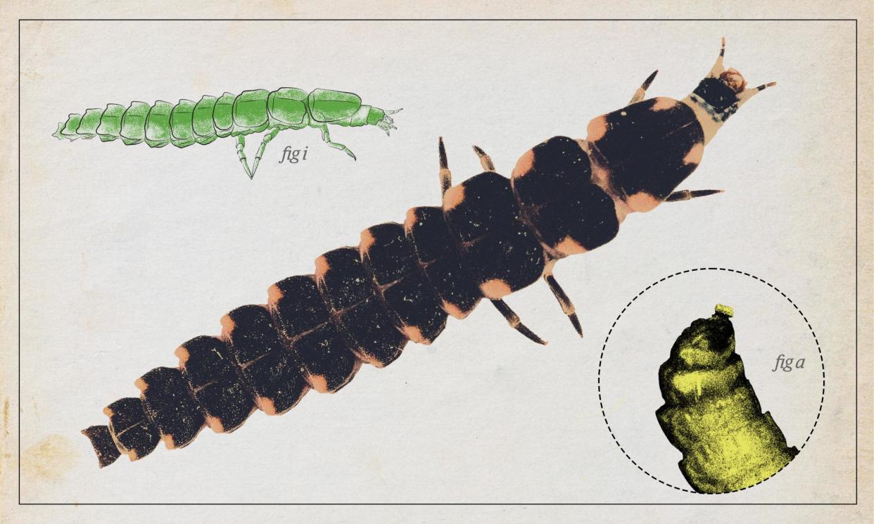 <span>Glowworm larvae have a voracious appetite for snails many times their size. </span><span>Composite: Guardian Design - StellaNature - Alamy</span>