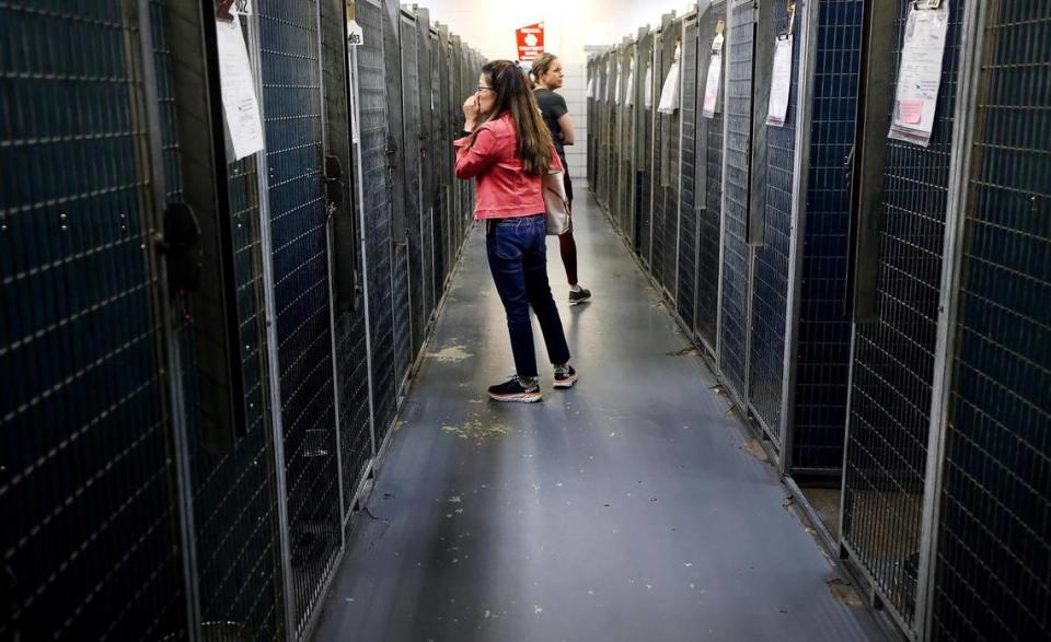 People walk down an aisle of kennels while looking at dogs available for adoption at the Chuck Silcox Animal Care & Control Center on Wednesday, October 25, 2023, in Fort Worth.