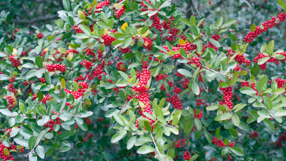 Best fast-growing shrubs