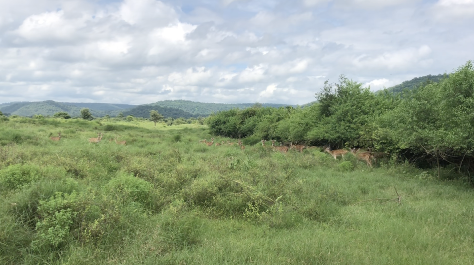 Spotted deers graze and roam about in the lush Kuno national park in India. The animal will largely constitute as the prey base for cheetahs and compete with other animals in these grasslands. (Cheetah Conservation Fund)