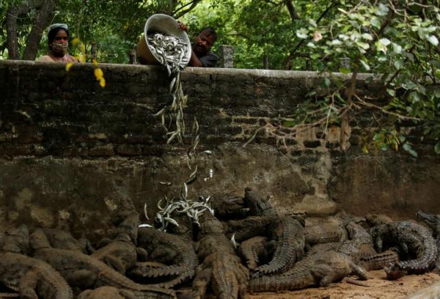 India's largest crocodile park strapped for cash after virus lockdowns -  The Himalayan Times - Nepal's No.1 English Daily Newspaper