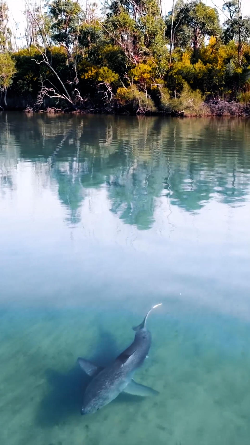 The shark swimming at Lake Conjola. 