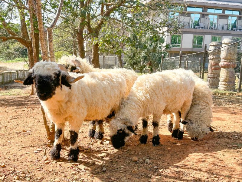 ▲六福村野生動物王國同時也上榜，孩子們在遊樂園裡還可以看到可愛動物們，許多家長就大讚「看完動物再去玩設施，晚上小孩超好睡」！（圖／六福村提供）