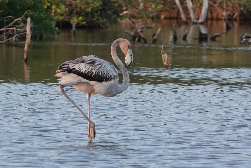 A juvenile American flamingo wades in Southwest Florida waters. Flamingos were among the rare sightings in the Bradenton area during the National Audubon Society’s 124th Christmas Bird Count in December 2023.