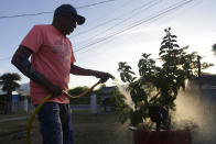 In this Sept. 8, 2018 photo, 56-year-old dialysis patient Elias Salgado waters his plants before heading to the airport in Vieques, Puerto Rico. Three times every week for the past year, Salgado wakes up before dawn, waits at the airport to transport him to the Puerto Rican mainland. From there he is transported by ambulance to the Fresenius dialysis treatment clinic in Humacao where he receives his treatment. (AP Photo/Carlos Giusti)