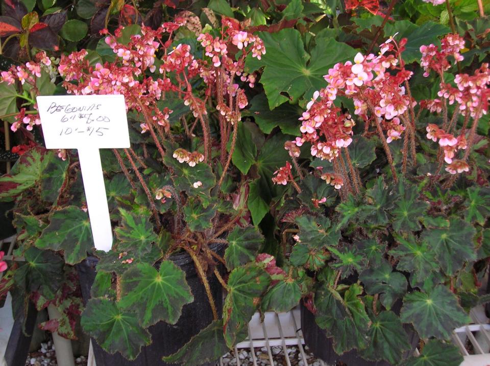 The Rex begonia has fuzzy stems and dramatic foliage and flowers too. This Victorian favorite is suitable for indoor culture.