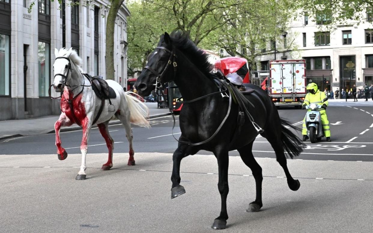 Two horses were seen charging through the Aldwych area of central London