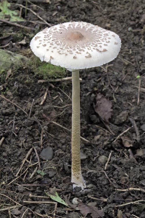 綠褶菇外表看起來像白色雨傘菇、雞肉絲菇，勿食後恐引發腸胃炎型中毒症狀   圖：行政院農業委員會特有生物研究保育中心/提供