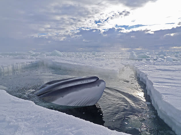 <b>Frozen Planet, BBC One, Wed, 9pm</b><br><b> Episode 2</b><br><br>A southern minke whale rises through the ice to breathe. Minke whales are sea ice specialists - their short dorsal fins and immense swimming power enable them to swim deep into the pack ice in search of food.