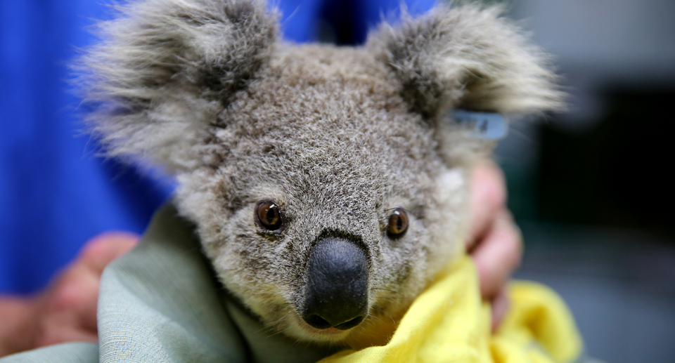 Around 61,000 koalas were killed during the Black Summer bushfires. Source: Getty