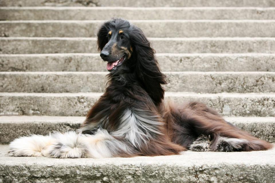 tri-color afghan hound lying on concrete steps