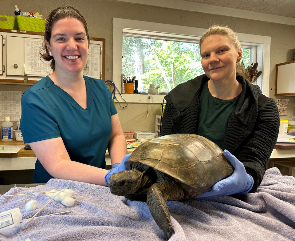 Hannah Altonji and Jenith Flex, St. Francis Wildlife's new wildlife rehabilitators, treat an injured gopher tortoise.
