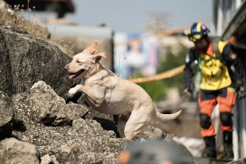 新北市消防局搜救犬木蘭（圖）從初級到高級搜救犬認證都一一過關，也曾參與多次救難任務，但不到6歲的牠日前卻難敵病魔癌逝，讓打火兄弟也不禁唏噓難過。（圖／消防局提供）