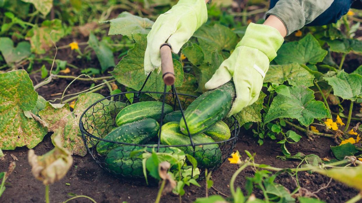 woman farmer harvesting cucumbers in kitchen garden gardener puts vegetables in basket growing healthy food