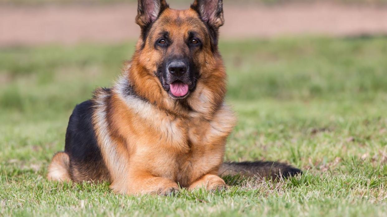 german shepherd lying in grass